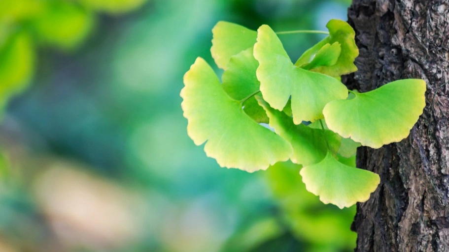 Ginkgo Biloba