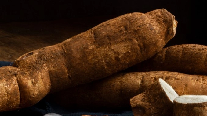 Panax Ginseng